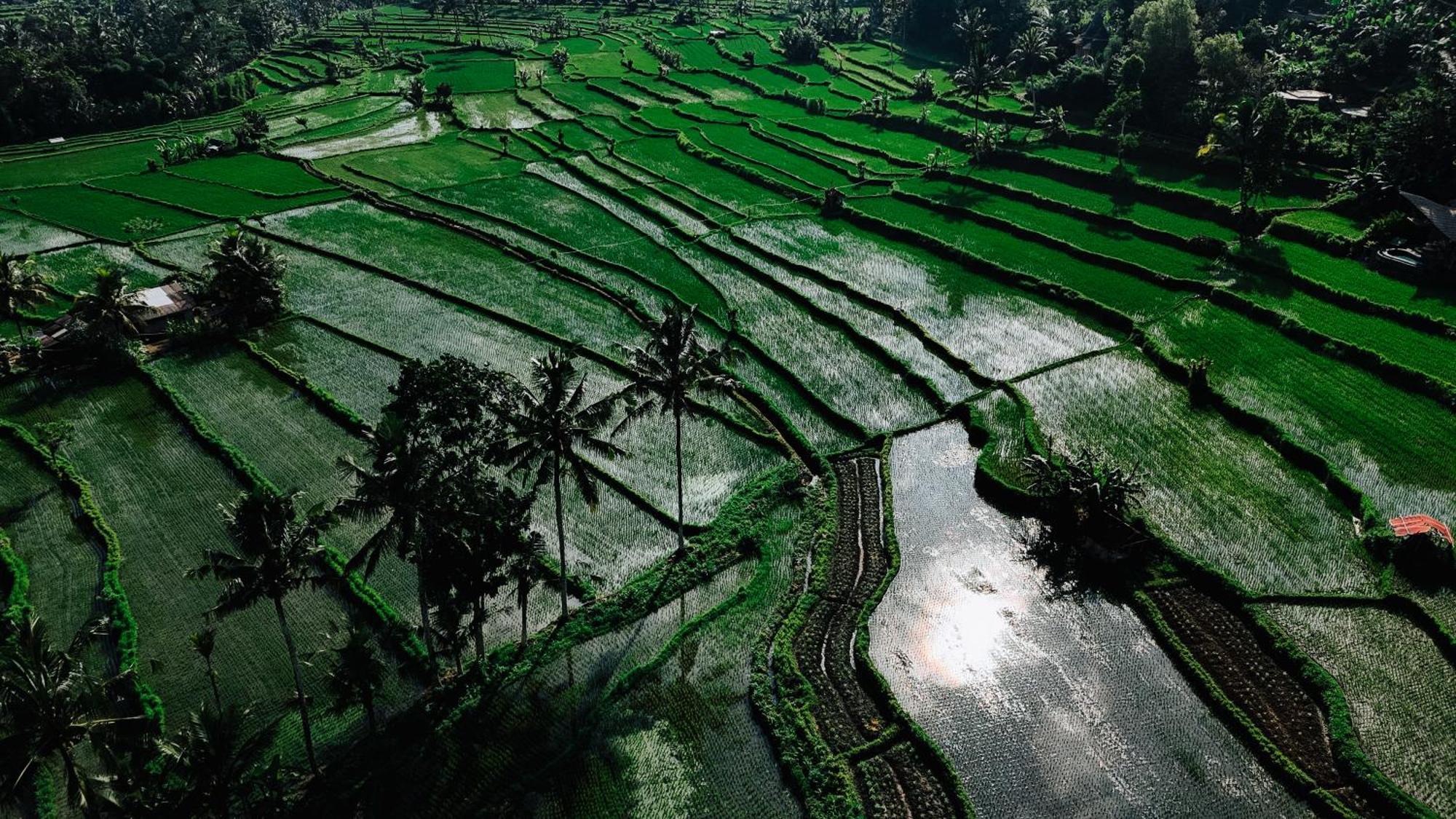 希德门Arcada Bali Bamboo House别墅 外观 照片